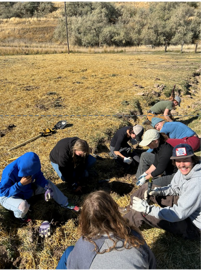 Students planting trees in a field